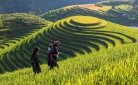 Sapa - Bac Ha market 2 days/1night